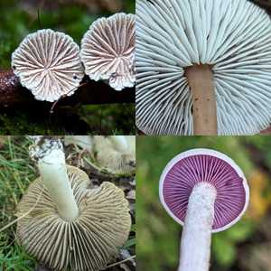 Agaric