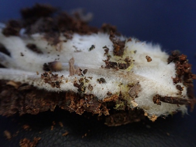 Clustered Bonnet (Mycena inclinata-IN01)