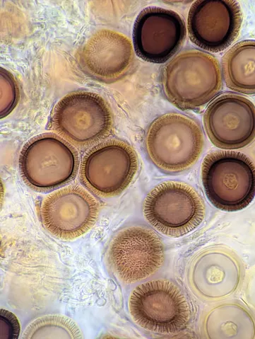 undefined (Elaphomyces spp.)