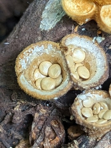 Discrete Birds Nest (Crucibulum parvulum)