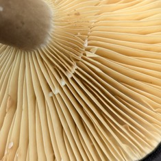 Common Milkcaps