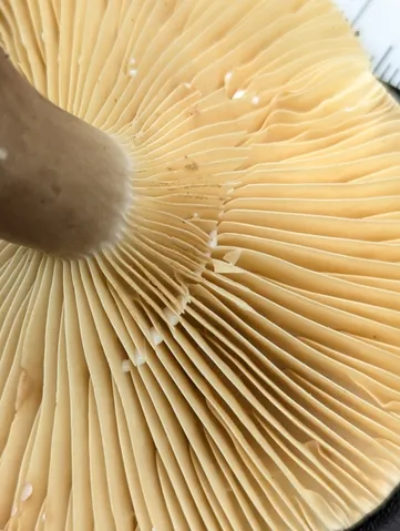 Lactarius sp.