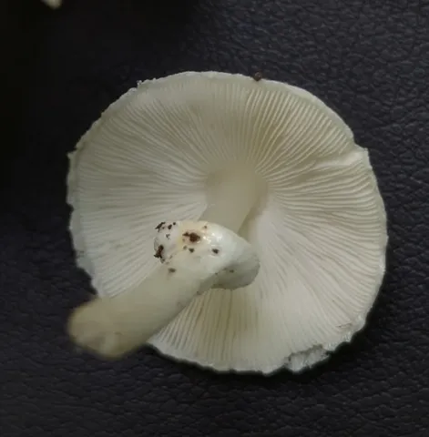 undefined (Leucoagaricus sp. 'IN03')