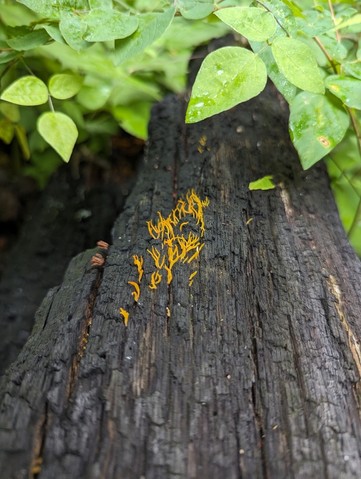 Club-like Tuning Fork (Calocera cornea)