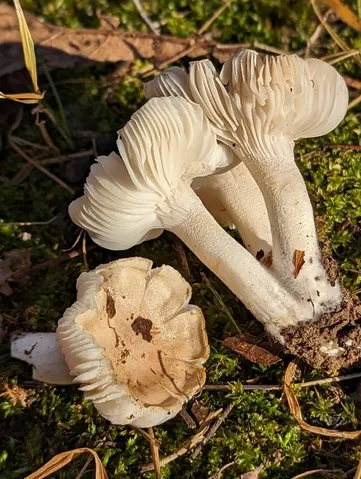Hygrophorus sp-NY03