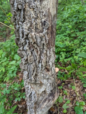 Wrinkled Peach (Rhodotus reticeps)