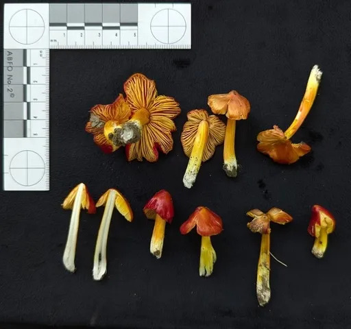 Small-Spored Sunset Waxycap (Hygrocybe acutoconica var. microspora)