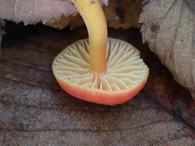 Bitter Waxcap (Hygrocybe mucronella)