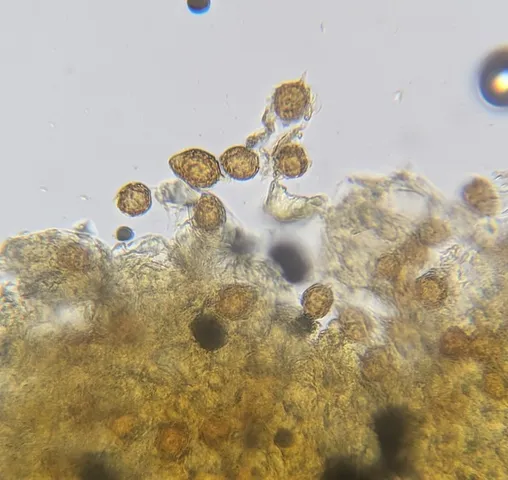 undefined (Hymenogaster spp.)