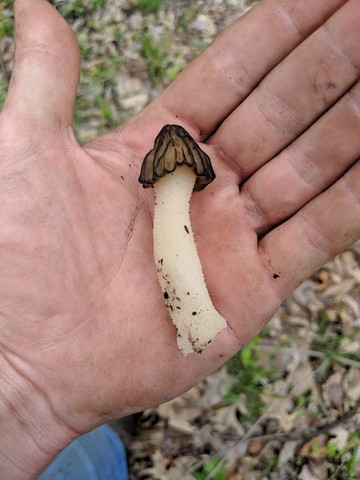 Half-Free Morel (Morchella punctipes (M. semilibera))