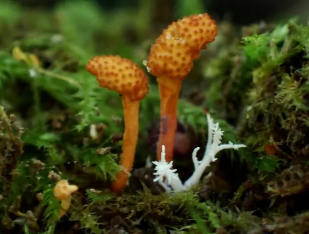 Cheeto Cordyceps (Ophiocordyceps variabilis)