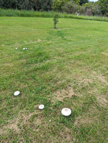 Green-spored Parasol (Chlorophyllum molybdites)