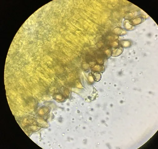 Sweet-Smelling Fibercap (Inocybe dulciolens)