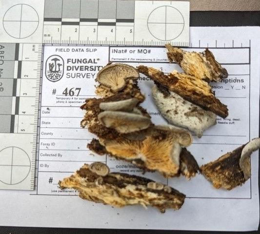 Woolly Oyster (Hohenbuehelia mastrucata)