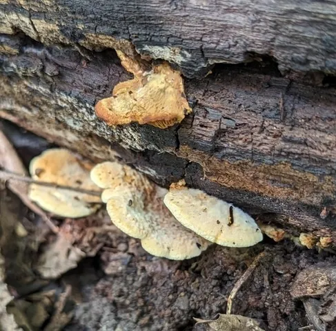 Oyster Rollrim (Tapinella panuoides)