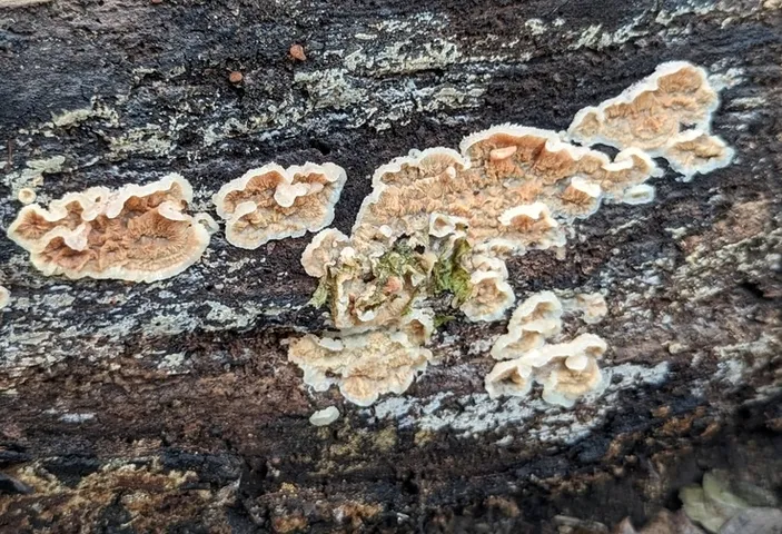 Trembling Crust (Merulius tremellosus)