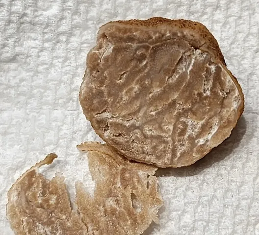 (Tuber cumberlandense)