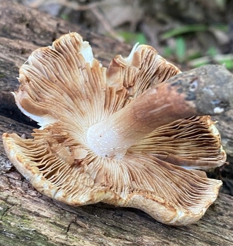 Sweet-Smelling Inocybe (Inocybe dulciolens)