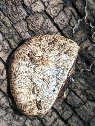 undefined (Perenniporia ohiensis)