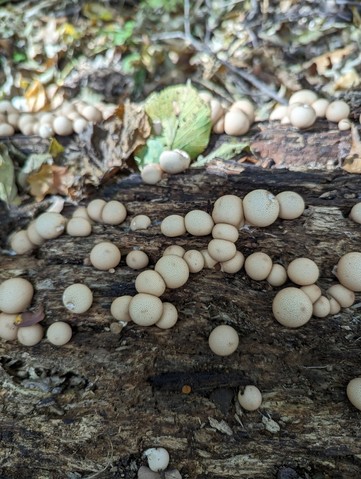 Pear-shaped Puffball (Apioperdon pyriforme)