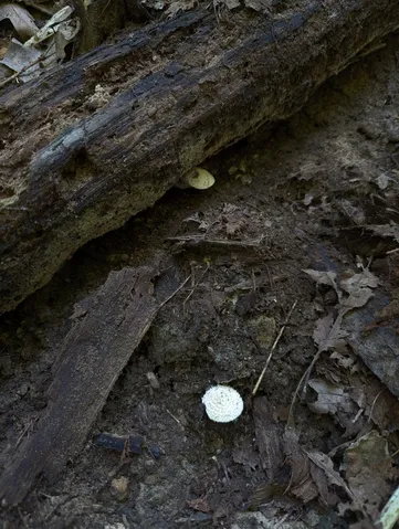 undefined (Cystolepiota cystidiosa)