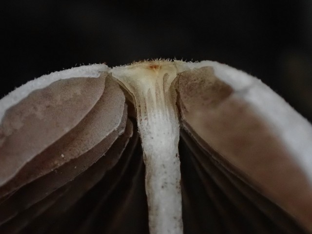 Trooping Crumble Cap (Coprinellus disseminatus)