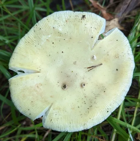undefined (Amanita sp-IN34)