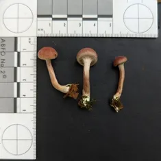 Yellow-gilled Gymnopilus