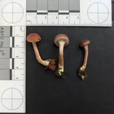 Yellow-gilled Gymnopilus