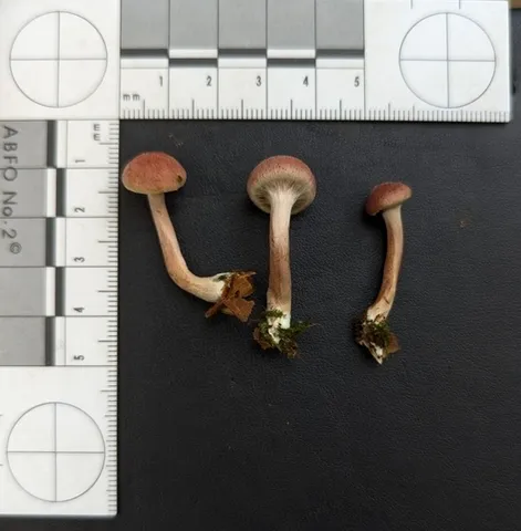 Gymnopilus luteofolius