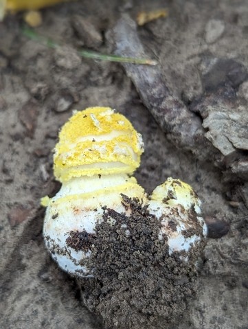 Yellow American Blusher (Amanita flavorubens)