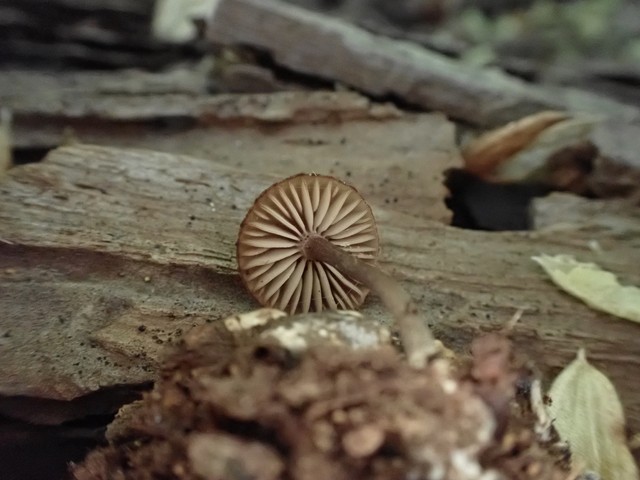 Hesler's Callistosporium (Callistosporium hesleri)