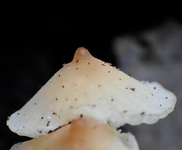 Eastern Tangerine Athena (Atheniella leptophylla)