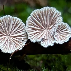 Splitgill Mushroom