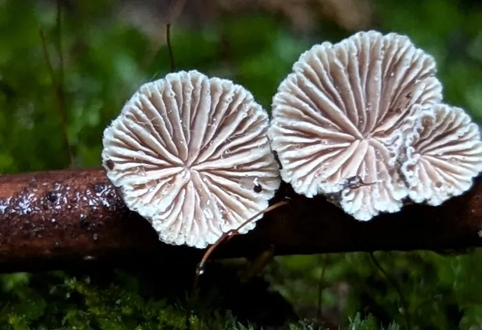 Schizophyllum commune