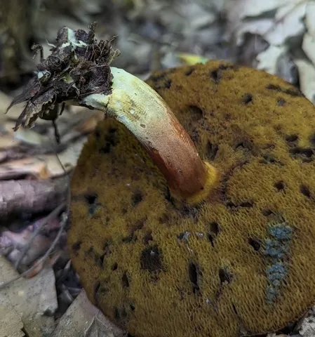 undefined (Hortiboletus sp-IN03)
