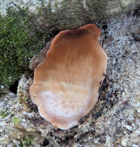 Beefsteak Fungus (Fistulina americana)