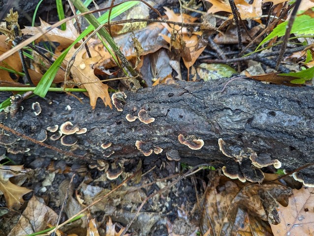 Fasciating Stereum (Stereum fasciatum)