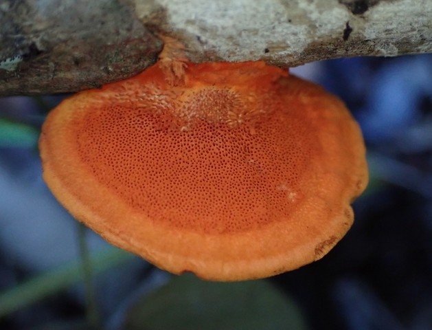 Northern Cinnabar Polypore (Trametes cinnabarina)