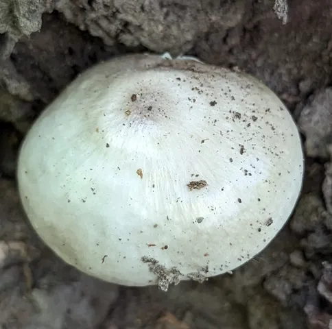 Pluteus petasatus