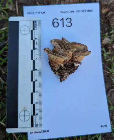 Hairy Oysterling (Panus lecomtei)