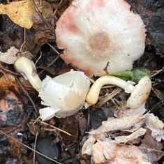 Kerrigan's Agaricus