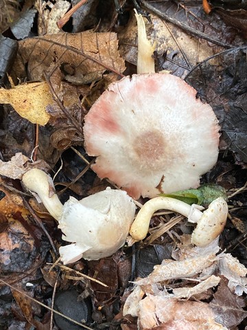 Kerrigan's Agaricus (Agaricus kerriganii)