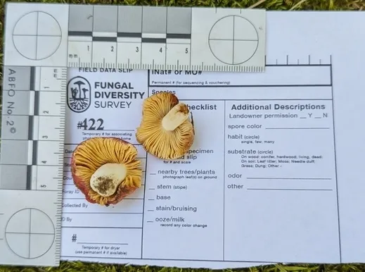 undefined (Russula sp-NE01)