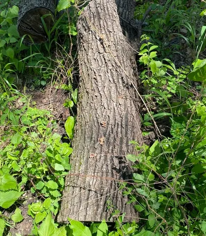 Hairy Oysterling (Panus lecomtei)