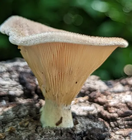 Hairy Oysterling (Panus lecomtei)