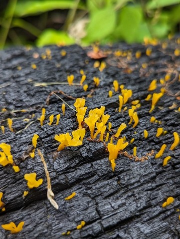 Fan-shaped Jelly Fungus (Dacrymyces spathularia)