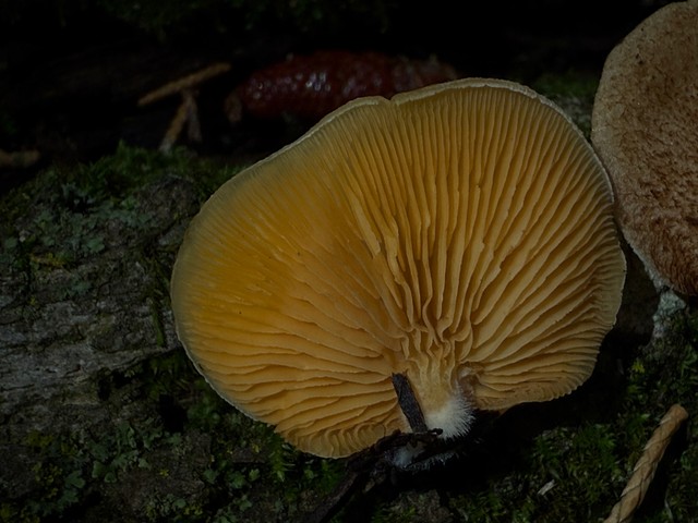 Saffron Oysterling (Crepidotus crocophyllus)