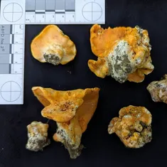 Lobster Mushroom