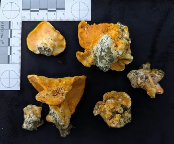 Hypomyces lactifluorum